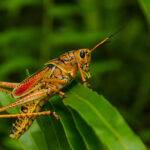 Spring Insects and Pests