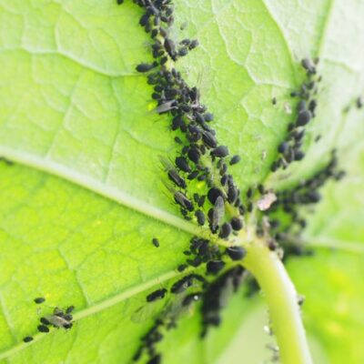 Pest Problems in Tacoma and how to Mitigate